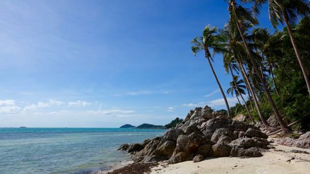 istock Coast landscape view over a nice beach with palm trees and some rocks 887340824