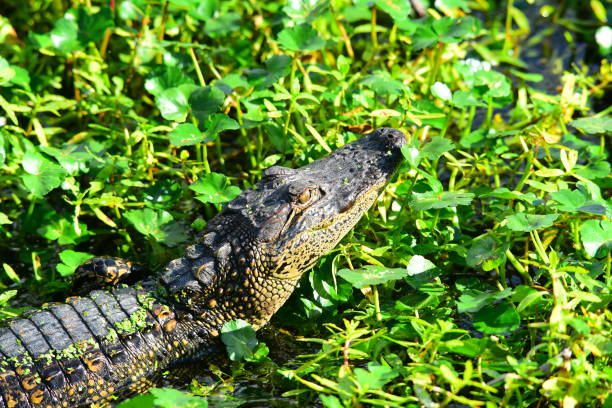 istock Young allgator head tilted up in vegetation 887341084