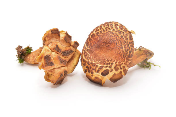 istock xerocomus cisalpinus mushroom 887342902