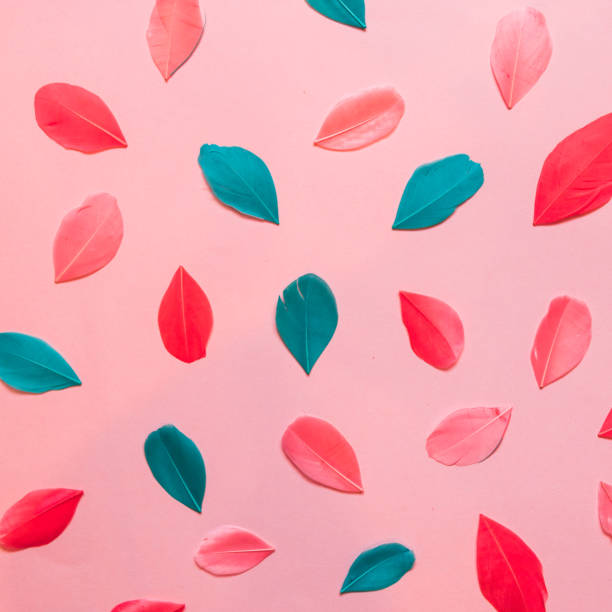 colorful feathers on a pink