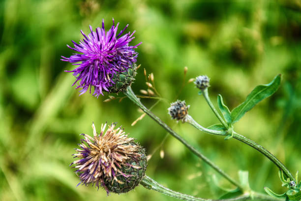 istock Flower of Burdock in the Field 887350956