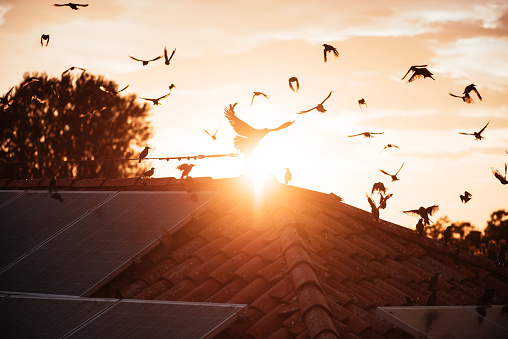 Silhouettes of birds, sitting on the roof and flying in the sunset