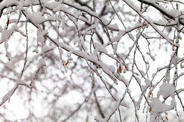istock Branches of trees in the snow. 887353866
