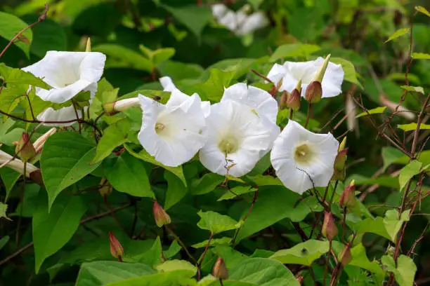 Bindweed (Convolvulus arvensis) in flower growing in the UK