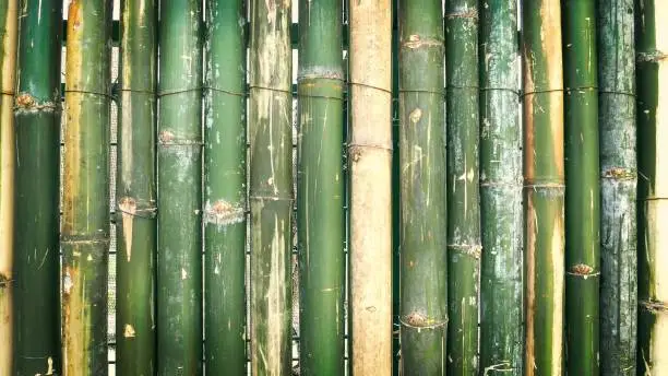 Green Bamboo Wall Background