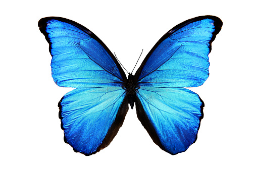 mariposa azul tropical aislado en blanco photo