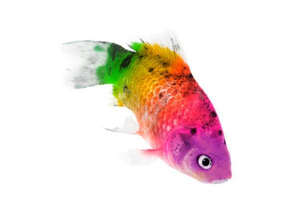 Multicolor fish stock photo