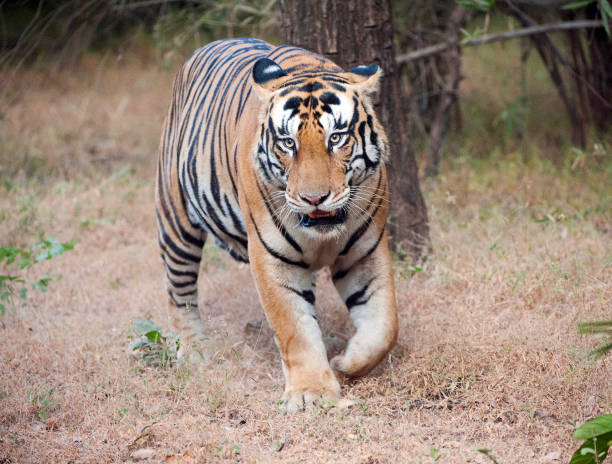 istock Tiger attention, Bandhavgarh National Park, India 887372568