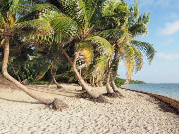 istock Beach Anse Michel Cap Chevalier Sainte-Anne Martinique the 04/12/2017 887373016