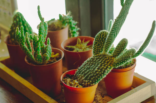 istock Cactus is receiving the morning sun. 887373516