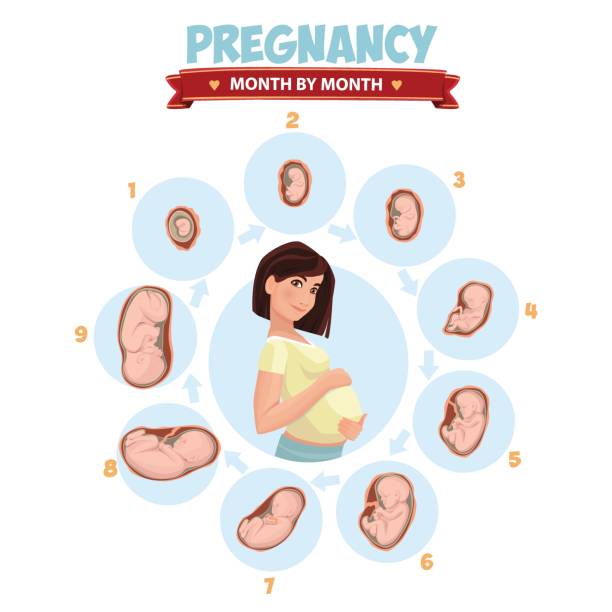 ilustrações de stock, clip art, desenhos animados e ícones de print - placenta baby childbirth newborn