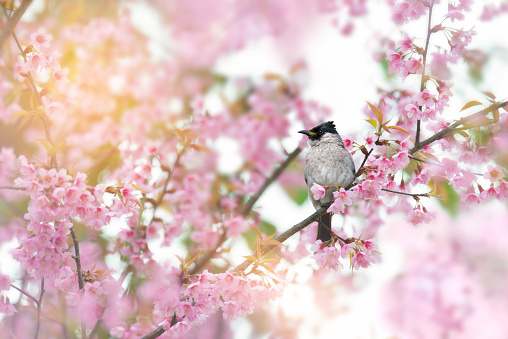 Bird on sakura flower. Sooty-headed bulbul (Pycnonotus aurigaster) perching on pink cherry blossom  resting on pink cherry blossom