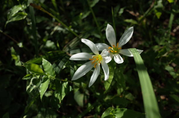 istock White Rain Lily in Japanese Garden 887377312