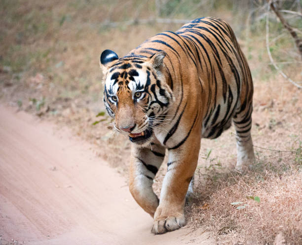 istock Tiger on track, Bandhavgarh National Park, India 887377708