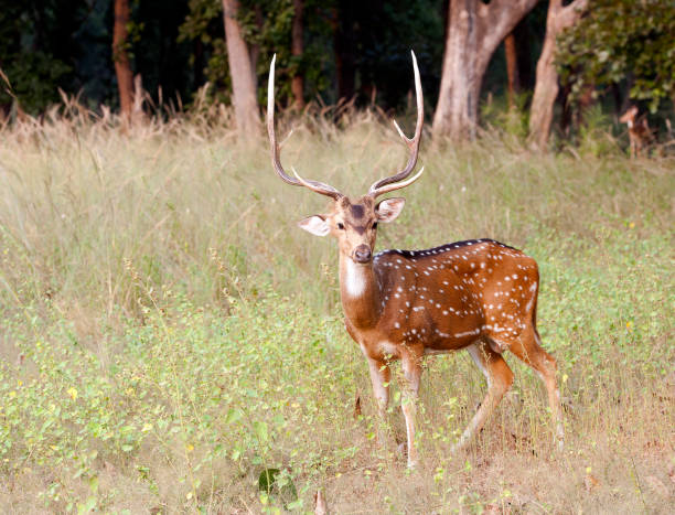 istock Fine antlers. Chital, Bandhavgarh, India 887382696