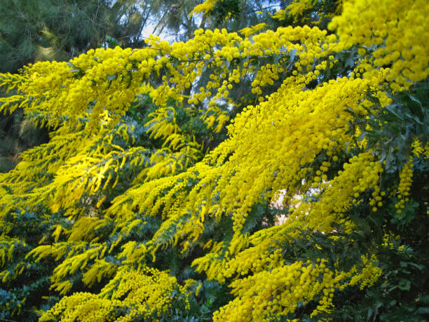 Tabebuia or Golden tree or Tallow Pui tree on isolated, an evergreen leaves plant di cut on white background with clipping path.