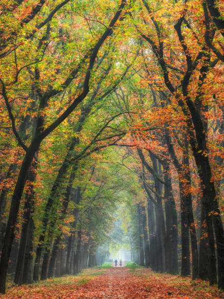 vista posterior en la pareja senior ciclismo arbolada camino a través de majestuosos colores otoñales de hojas de las hayas - tree area beautiful vanishing point tree trunk fotografías e imágenes de stock