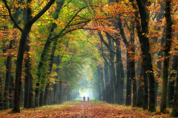 vista posterior en la pareja senior ciclismo arbolada camino a través de majestuosos colores otoñales de hojas de las hayas - avenue tree fotografías e imágenes de stock