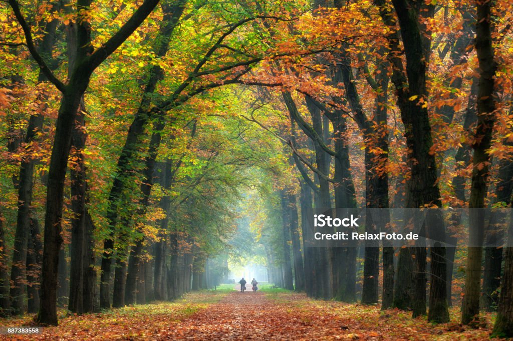 Rear view on Senior couple cycling on treelined path through majestic autumn leaf colors of beech trees Autumn Stock Photo