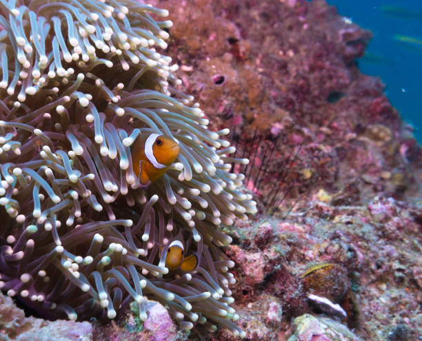 istock False Clown fish (Amphiprion ocellaris) in Magnificent Sea Anemone (Heteractis magnifica) 887384038