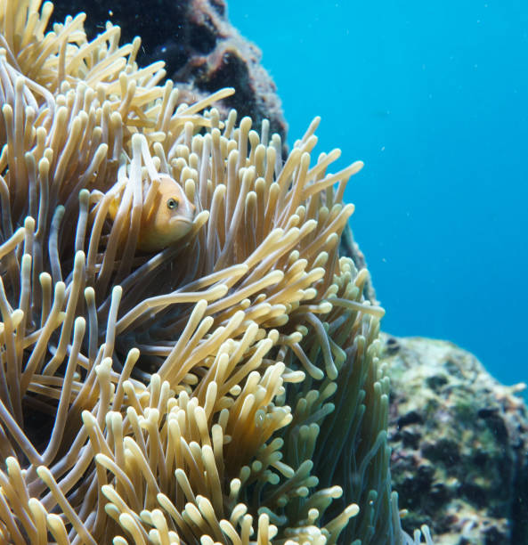 istock Clown fish Skunk Anemonefish (Amphiprion ephippium) in Magnificent Anemone (Heteractis magnifica) 887386300