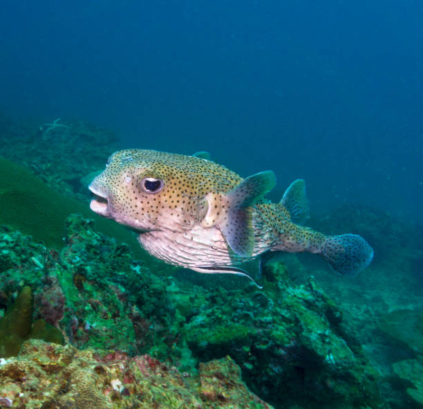 Starry Toadfish or Map Puffer Arothron stellatusAdult Arothron stellatus occurs on clear lagoons and seaward reefs. Arothron stellatus is the giant among puffers reaching a total length well in excess of a meter or 3.3 feet. 