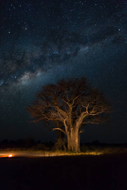 istock Baines Baobab campsite under the milkyway 887388694