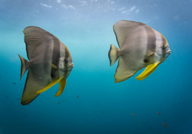 A school of Tallfin Batfish (Platax teira) aka Longfin Spadefish, swim high above the coral reef.  They are known for their friendly behaviour towards divers and being located in the strong tidal surge.  This is a typical demonstration of their primal instinctive behaviour.  Image obtained whilst scuba diving in Phi Phi, Krabi, Thailand.