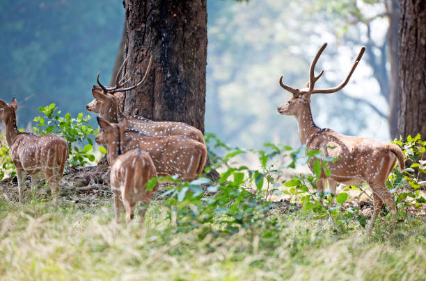 istock Full alert. Chital, Bandhavgarh, India 887389090