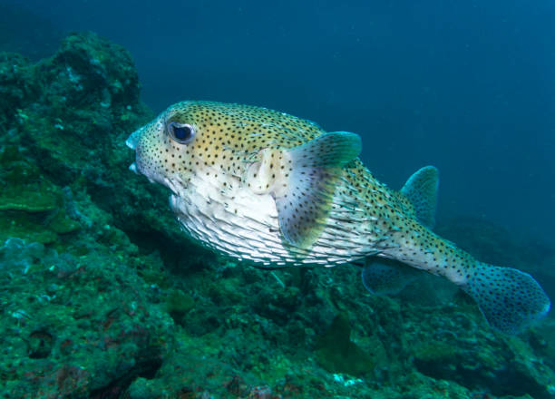 istock Underwater Cute Smiling Porcupine Balloonfish Fish (Diodon hystox) 887389118
