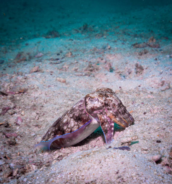 istock Juvenile Broadclub Cuttlefish (Sepia latimanus) Hypnotises Prey with Camouflage 887389260
