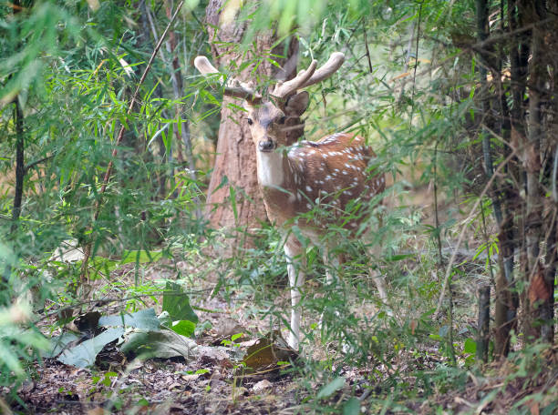 istock New growth. Chital, Bandhavgarh, India 887389800
