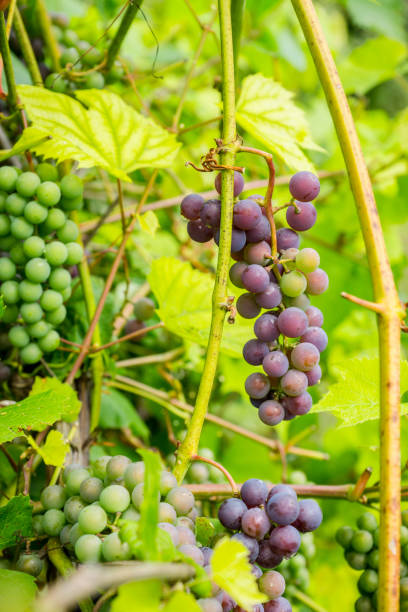 istock Bunches of grape in the vineyard 887395230