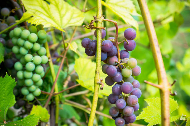 istock Bunches of grape in the vineyard 887395234