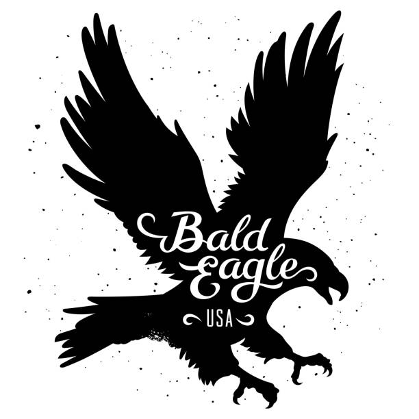 Eagle silhouette 002 Bald Eagle silhouette and handwritten inscription "Bald Eagle USA". Vector illustration in hipster style. T-shirt graphics falcon bird stock illustrations