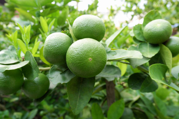 istock Close up green lemon in garden, Thailand 887404444