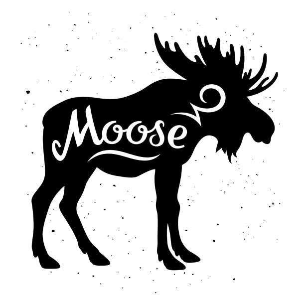 Moose silhouette 002 Moose silhouette with a calligraphic inscription "Moose" on a grunge background. Vector illustration moose stock illustrations