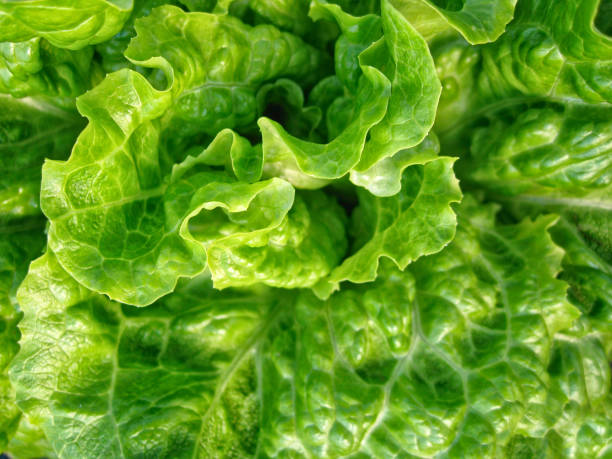 Close Up Detail Lettuce