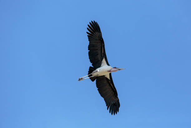 istock A Marabou stork soaring in the sky 887411512