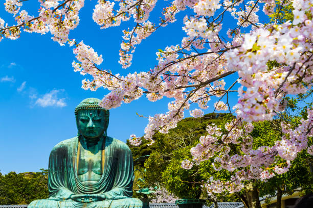 kamakura, giappone - 13 aprile 2017:il grande buddha che è il tempio principale di kotokuin ad hase, che è un luogo famoso per kamakura. un'altezza dell'immagine di 11,39 m (13,35 m compresa la base), un'enorme immagine del buddha con un peso di circa 12 - hase temple foto e immagini stock