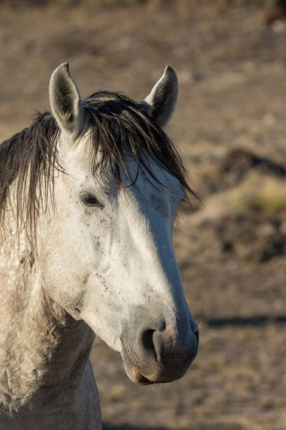 istock Wild Horse Portrait 887417132