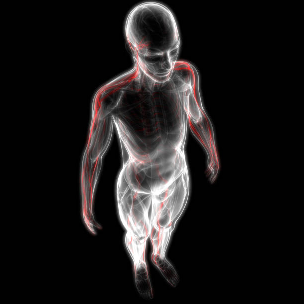 istock Human Body Muscles with Nervous System Anatomy 887423796