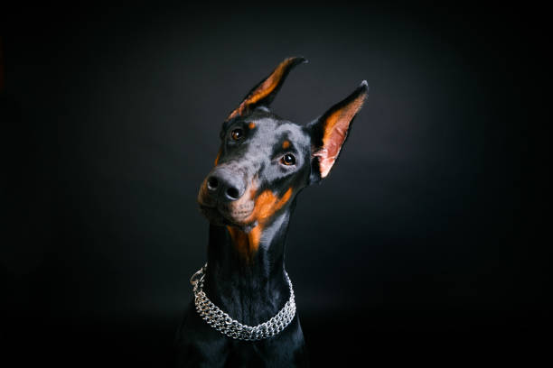 istock dog breed dobermann pinscher on a black background 887424564