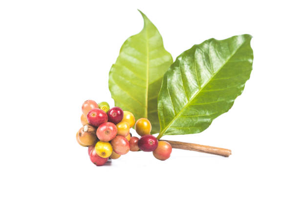 istock fresh coffee beans  on white background ,concept food and drink. 887435898