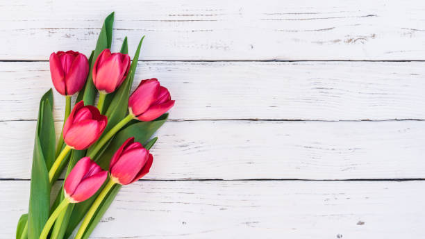 istock Bunch of red tulip flowers on white background 887436304
