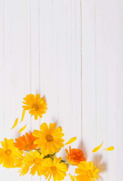 istock Calendula (Marigold) herbal tea  on white wooden table 887440486
