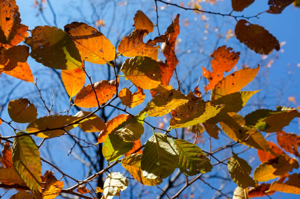 istock Autumn leaves in Busan, South Korea 887451644