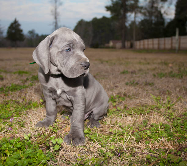 istock Purebred Great Dane puppy 887451680