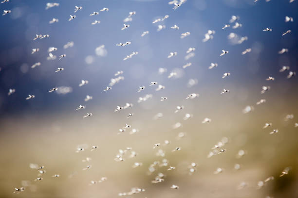View of thousands of small flies on Lake Bulunkul in Tajikistan