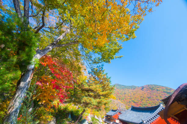 istock Autumn leaves in Busan, South Korea 887466144